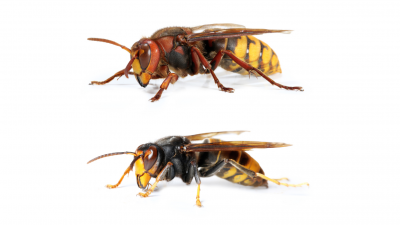 Speuren naar de Aziatische hoornaar - Aziatische hoornaar