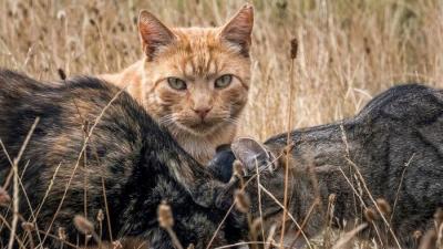 Zwerfkattenvangactie - 