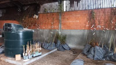 Gratis boomactie - 
