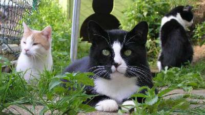 Zwerfkattenvangactie in oktober - Zwerfkatten Zwerfkattenvangactie in oktober - Zwerfkatten